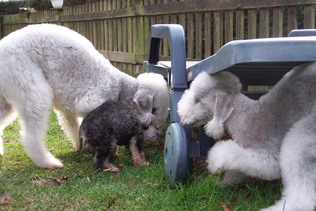 Unsere Hunde 03.02 (29).JPG